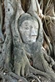 Seedeo Bodhi Tree / Buddha Baum (Ficus religiosa) 100 Samen