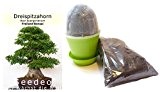 Seedeo Bonsai Anzucht - Set Dreispitzahorn (Acer buergerianum)