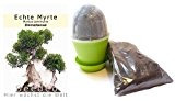 Seedeo Bonsai Anzuchtset Echte Myrte (Myrtus communis)