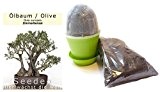 Seedeo Bonsai Anzuchtset Ölbaum / Olive (Olea europea)