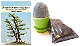 Seedeo Bonsai Anzuchtset Urwelt-Mammutbaum (Metasequoia glyptostroboides)