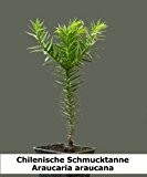Seedeo Chilenische Andentanne Araucaria araucana Pflanze 2,5 Jahre alt ca. 20 - 30 cm hoch