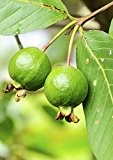 Seedeo Echte Guave (Psidium guajava) 100 Samen