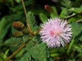 Seedeo Echte Mimose (Mimosa pudica) 150 Samen