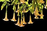 Seedeo Engelstrompete gelb - Brugmansia suaveolens 10 Samen
