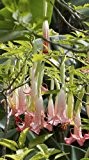 Seedeo Engelstrompete pink - Brugmansia suaveolens 10 Samen
