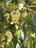 Seedeo Eucalyptus (Eucalyptus globulus bicostata) 200 Samen