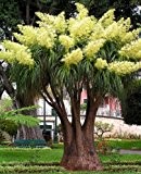 Seedeo Flaschenbaumlilie - Elefantenfuß -(Nolina recurvata) 10 Samen