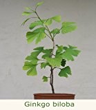 Seedeo Ginkgo (Ginkgo biloba) Pflanze 2,5 Jahre