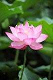 Seedeo Indische Lotusblume (Nelumbo nucifera) 8 Samen