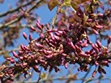 Seedeo Judasbaum (Ceris siliquastrum) 50 Samen