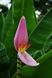 Seedeo Kenia - Banane (Musa velutina) 6 Samen