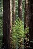 Seedeo Küsten - Mammutbaum (Sequoia sempervirens) 70 Samen