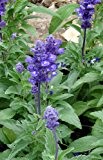 Seedeo Lavendelsalbei / Spanischer Salbei (Salvia lavandulafolia) 50 Samen