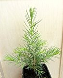 Seedeo Libanonzeder (Cedrus libani) Pflanze 2 Jahre
