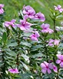 Seedeo Madagaskar-Immergrün Catharanthus roseus (syn. Vinca rosea) 100 Samen