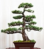 Seedeo Mädchenkiefer (Pinus parviflora) Bonsai 15 Samen