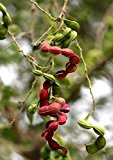 Seedeo Manila Tamarinde (Pithecellobium dulce) 50 Samen