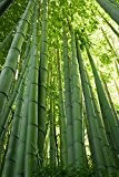 Seedeo Moso Bambus (Riesenbambus) Phyllostachys edulis 100 Samen