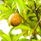 Seedeo Muskatnussbaum (Myristica fragrans) 5 Samen