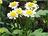 Seedeo Mutterkraut (Chrysanthemum parthenium) 100 Samen