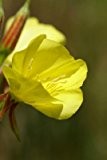 Seedeo Nachtkerze (Oenothera biennis) 100 Samen
