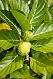 Seedeo Noni-Baum (Morinda citrifolia) 10 Samen