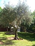 Seedeo Olive / Ölbaum (Olea europaea) 20 Samen