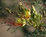 Seedeo Paradiesvogelbusch (caesalpinia gilliesii) 10 Samen