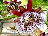Seedeo Riesengranadilla ( Passiflora quadrangularis) 10 Samen