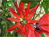 Seedeo Rote Passionsblume ( Passiflora coccinea) 10 Samen
