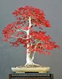 Seedeo Roter Fächerahorn (Acer palmatum atropurpureum) Bonsai 20 Samen