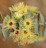 Seedeo Schnee-Eucalyptus ( Eucalyptus pauciflora ssp. niphophila) 100 Samen