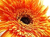 Seedeo Sonnenblume Orange Sun F1 (Helianthus annuus) 20 Samen