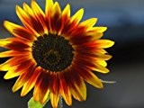 Seedeo Sonnenblume Solar Power F1 (Helianthus annuus) 25 Samen