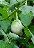 Seedeo Thai-Aubergine Solanum virginianum 200 Samen