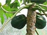 Seedeo Tropischer Melonenbaum ( Papaya Carica papaya )25 Samen