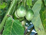 Seedeo Tropischer Tomatenbaum / Tamarillo ( Cyphomandra betacea ) 40 Samen
