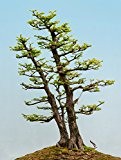 Seedeo Urwelt-Mammutbaum (Metasequoia glyptostroboides) Bonsai 100 Samen