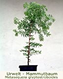 Seedeo Urwelt-Mammutbaum (Metasequoia glyptostroboides) Pflanze 3 Jahre
