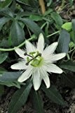 Seedeo "Vanilla Cream" Passionsblume (Passiflora capsularis) 20 Samen