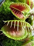 Seedeo Venus - Fliegenfalle (Dionaea muscipula) 10 Samen inkl. Anzuchtsubstrat
