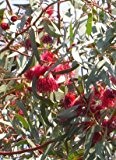Seedeo Weisser Eucalyptus (Eucalyptus leucoxylon rosea) 200 Samen