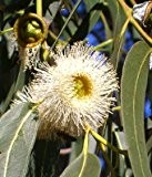 Seedeo Zitronen-Eukalyptus (Eucalyptus citriodora) 200 Samen