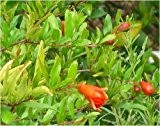 Seedeo Zwerg-Granatapfel(Punica granatum nana) 30 Samen