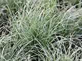 Segge 'Frosted Curls' - Carex albula 'Frosted Curls' - Ziergras