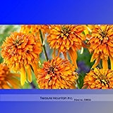 Sehr selten Orangenmarmelade Echinacea Perennial Sonnenhut Samen, Profi Pack 200 Samen / Pack, Schöne rehsicher