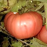 Sehr süße, pinkfarbene Riesen-Fleischtomate - Giant Belgium - 20 Samen