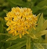 Seidenpflanze Yellow - Asclepias incarnata