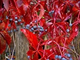 Selbstkletternde Jungfernrebe -Parthenocissus quinquefolia- 15 Samen *Wilder Wein*